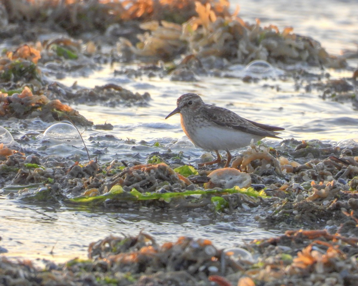Least Sandpiper - ML634655894