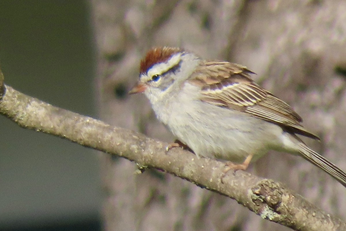 Chipping Sparrow - ML634655896