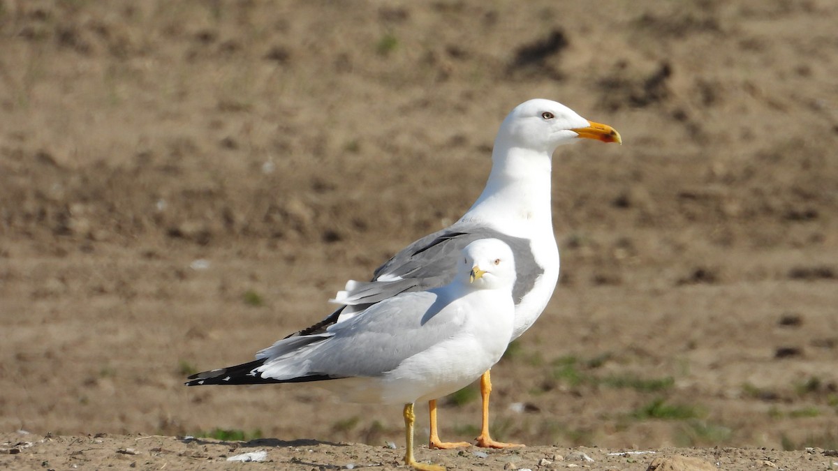Zafferano - ML634655913