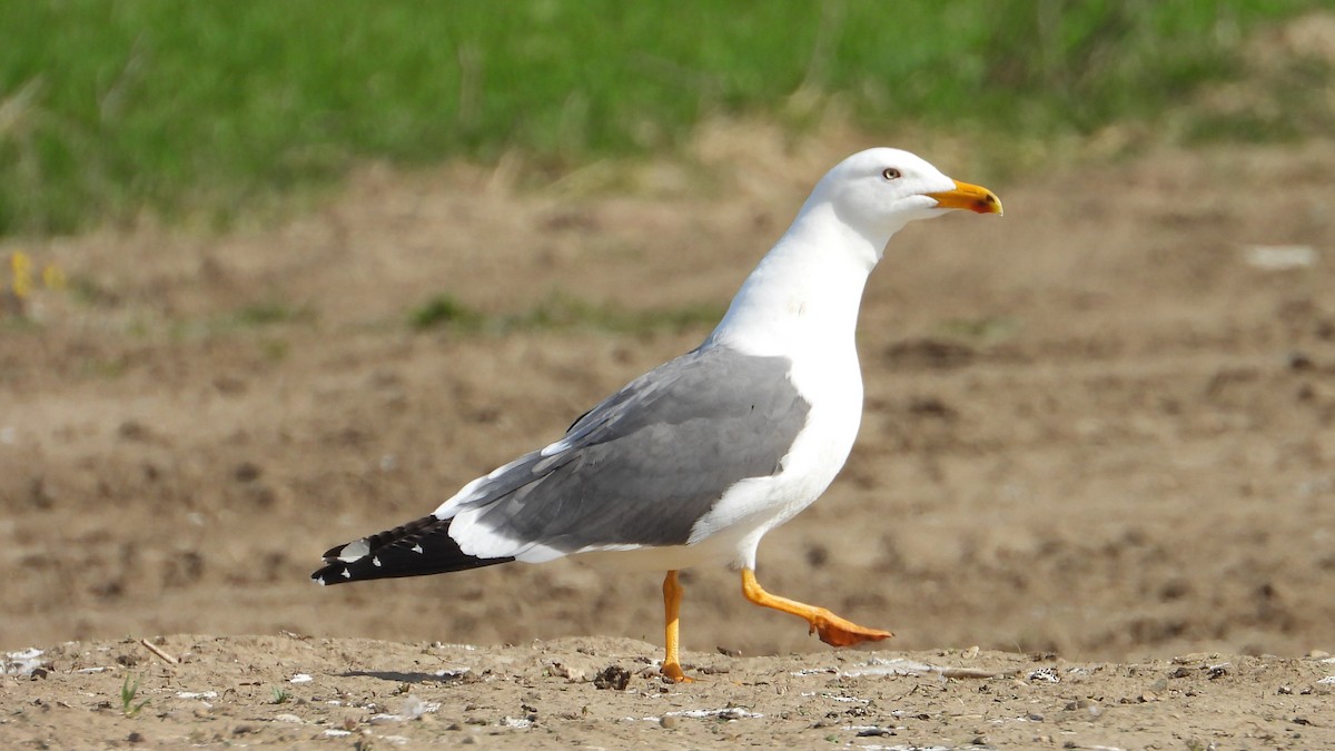 Zafferano - ML634655914