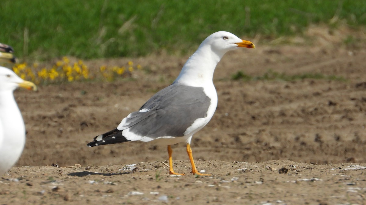 Zafferano - ML634655915