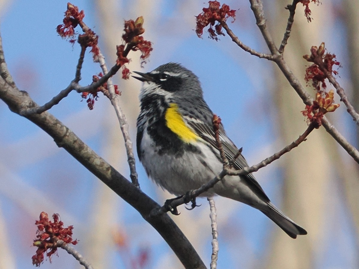 Миртовый певун (coronata) - ML634655922