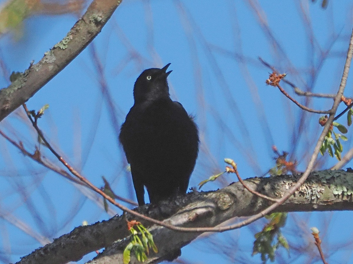 Rusty Blackbird - ML634655956