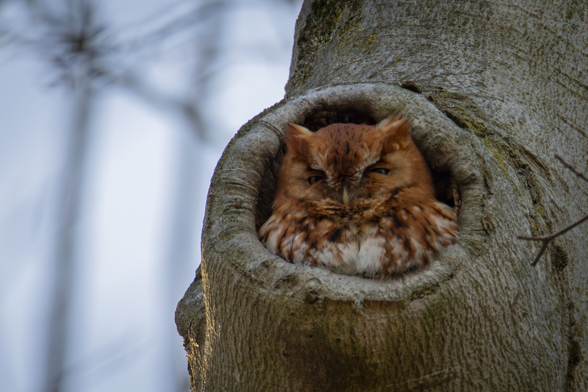 Eastern Screech-Owl - ML634655976