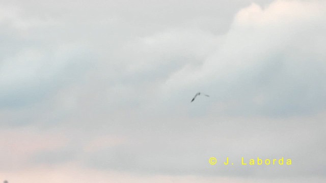 ハイイロチュウヒ - ML634656042