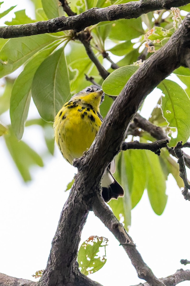 Magnolia Warbler - ML634656046