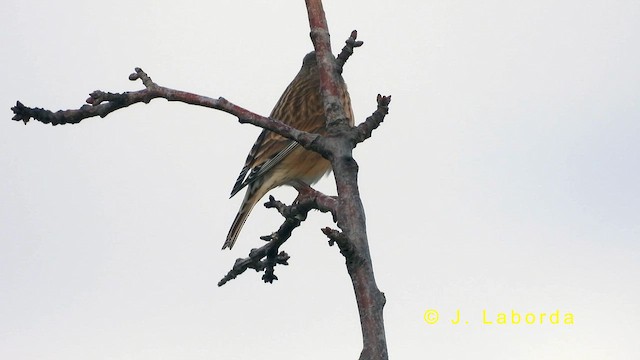 Eurasian Linnet - ML634656074