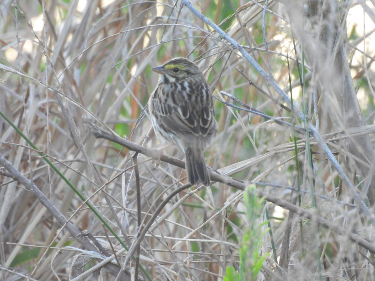 Savannah Sparrow - ML634656093