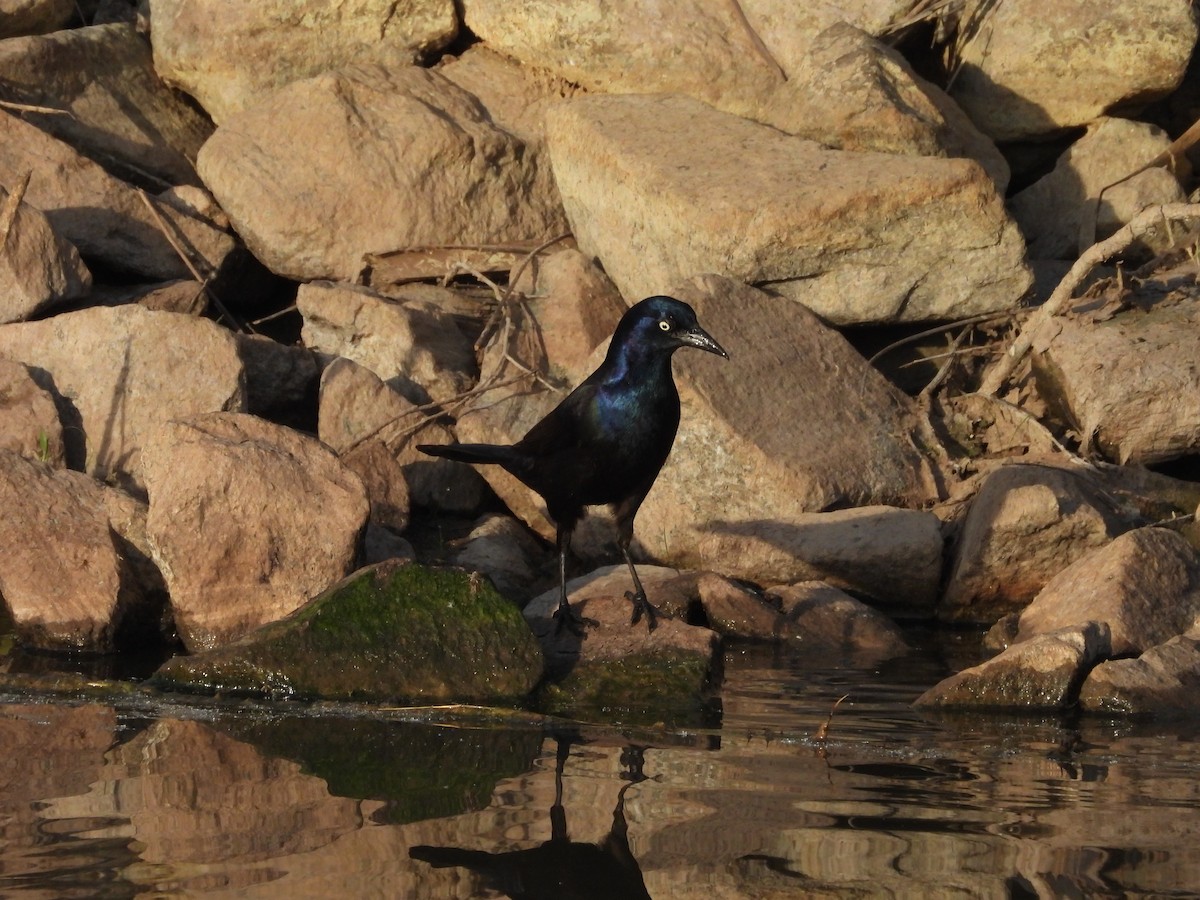 Common Grackle - ML634656095