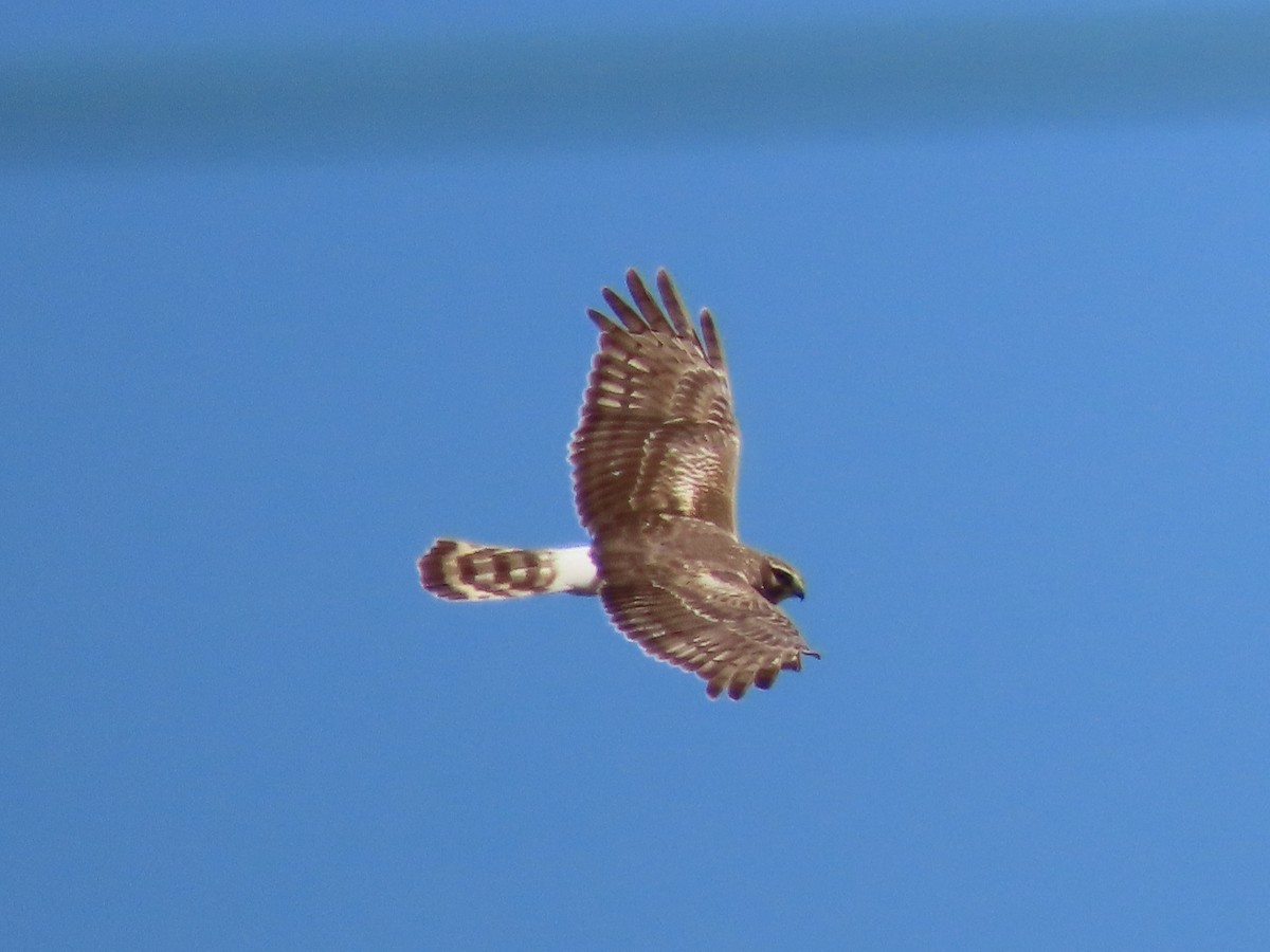 זרון אמריקני - ML634656114