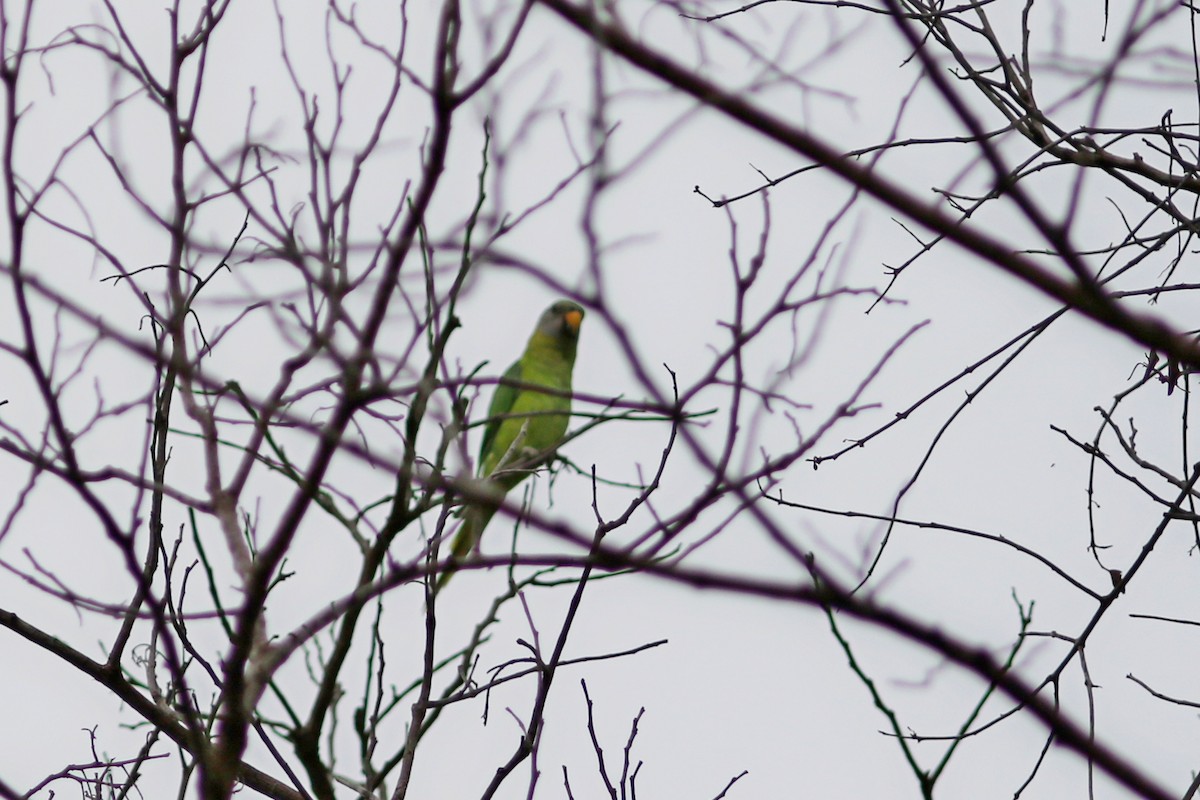 Blossom-headed Parakeet - ML634656149