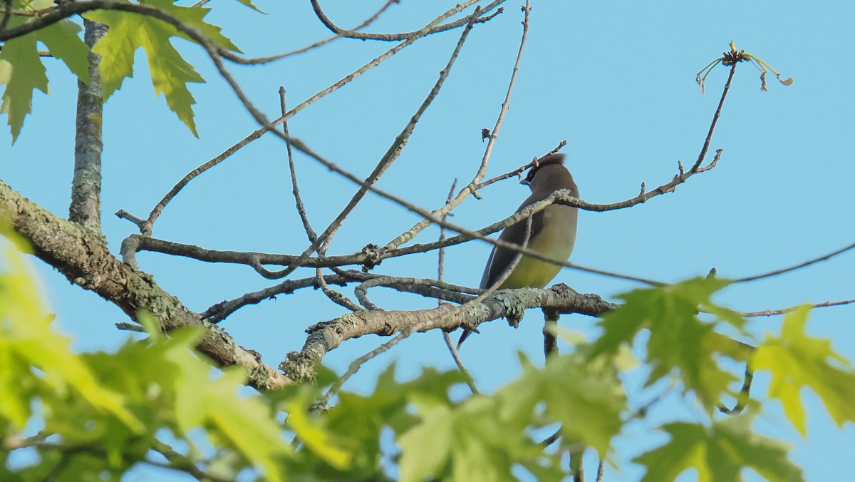 Cedar Waxwing - ML634656163