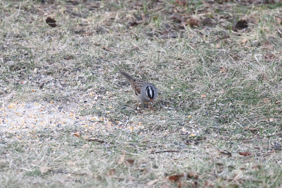 White-crowned Sparrow (Gambel's) - ML634656305