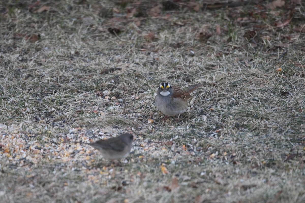 White-throated Sparrow - ML634656346