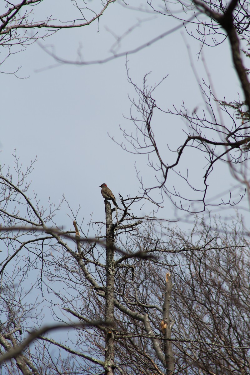 Northern Flicker - ML634656416