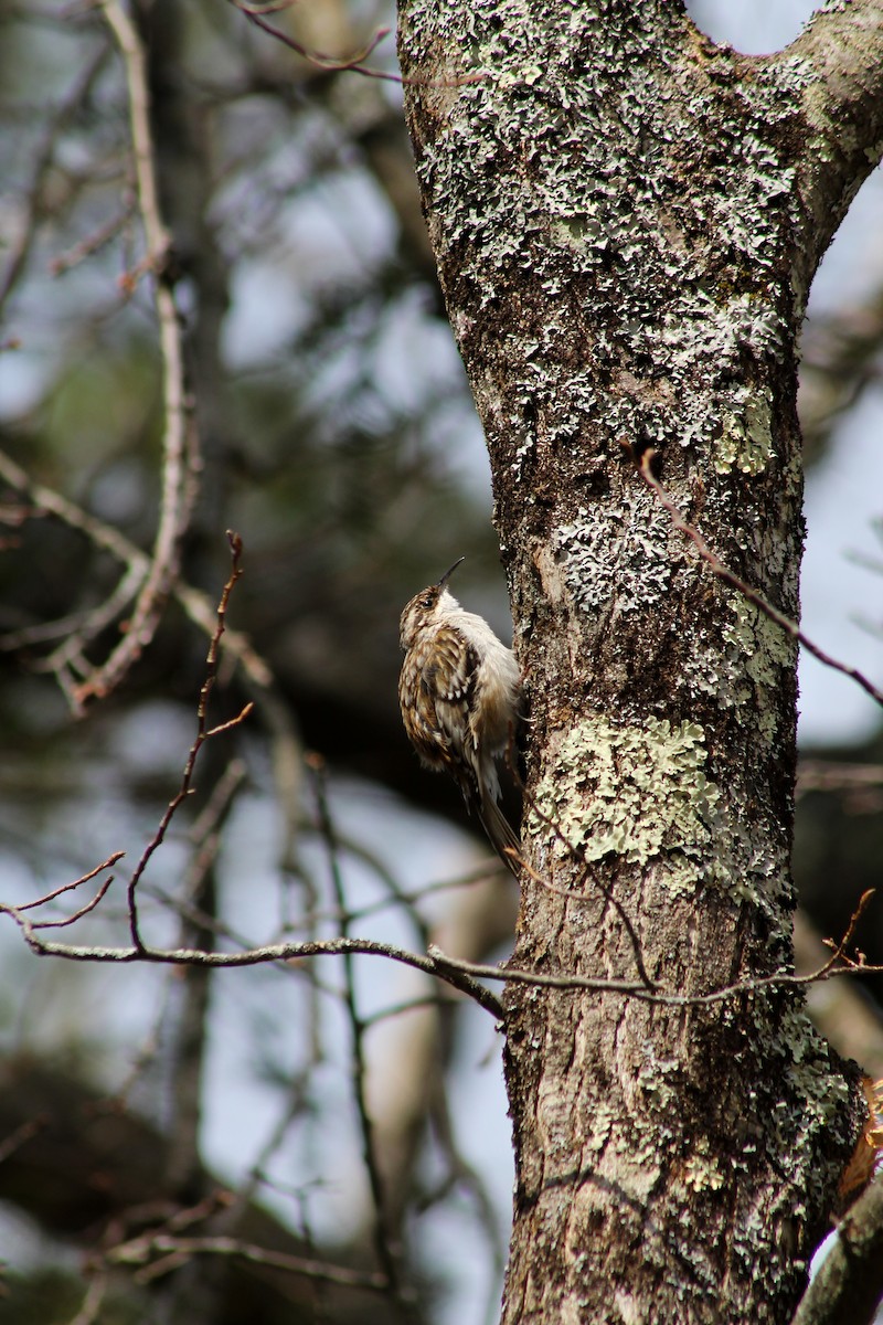 Brown Creeper - ML634656430