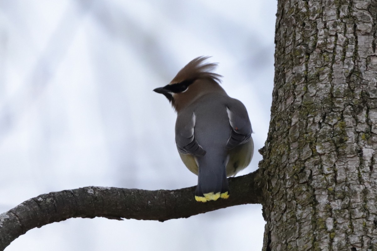 Cedar Waxwing - ML634656441