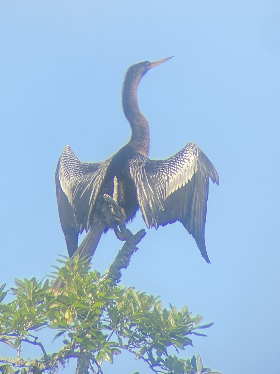 Anhinga - ML634656484