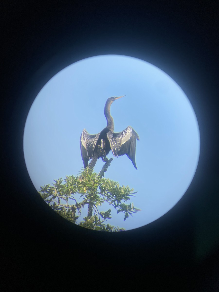 Anhinga - ML634656485
