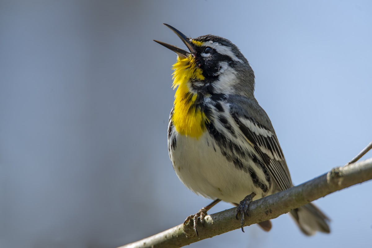 Yellow-throated Warbler - ML634656488