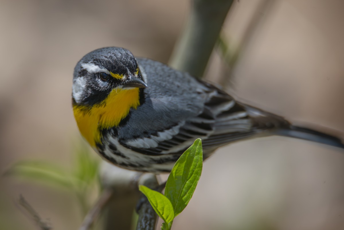 Yellow-throated Warbler - ML634656489