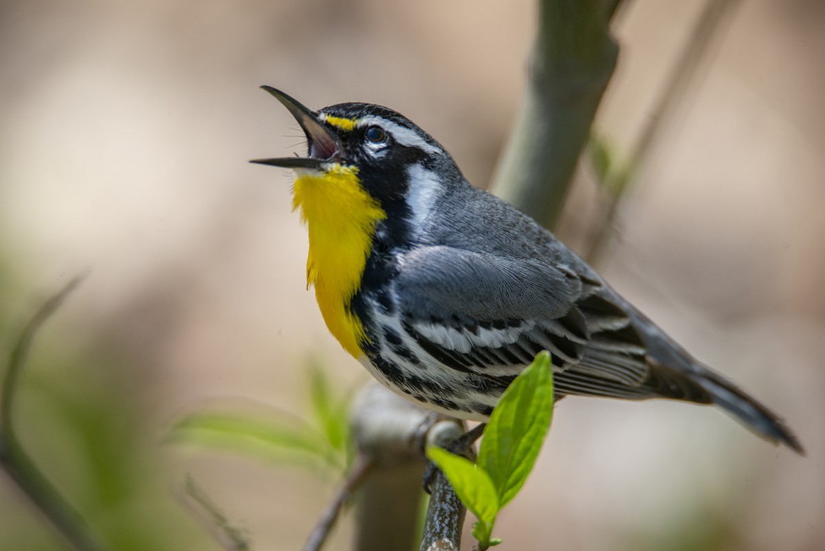 Yellow-throated Warbler - ML634656490