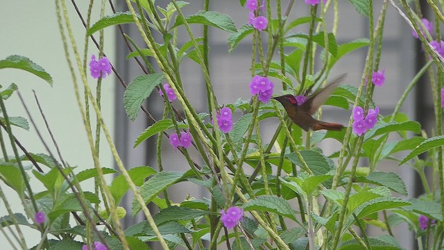 Ruby-topaz Hummingbird - ML634656507