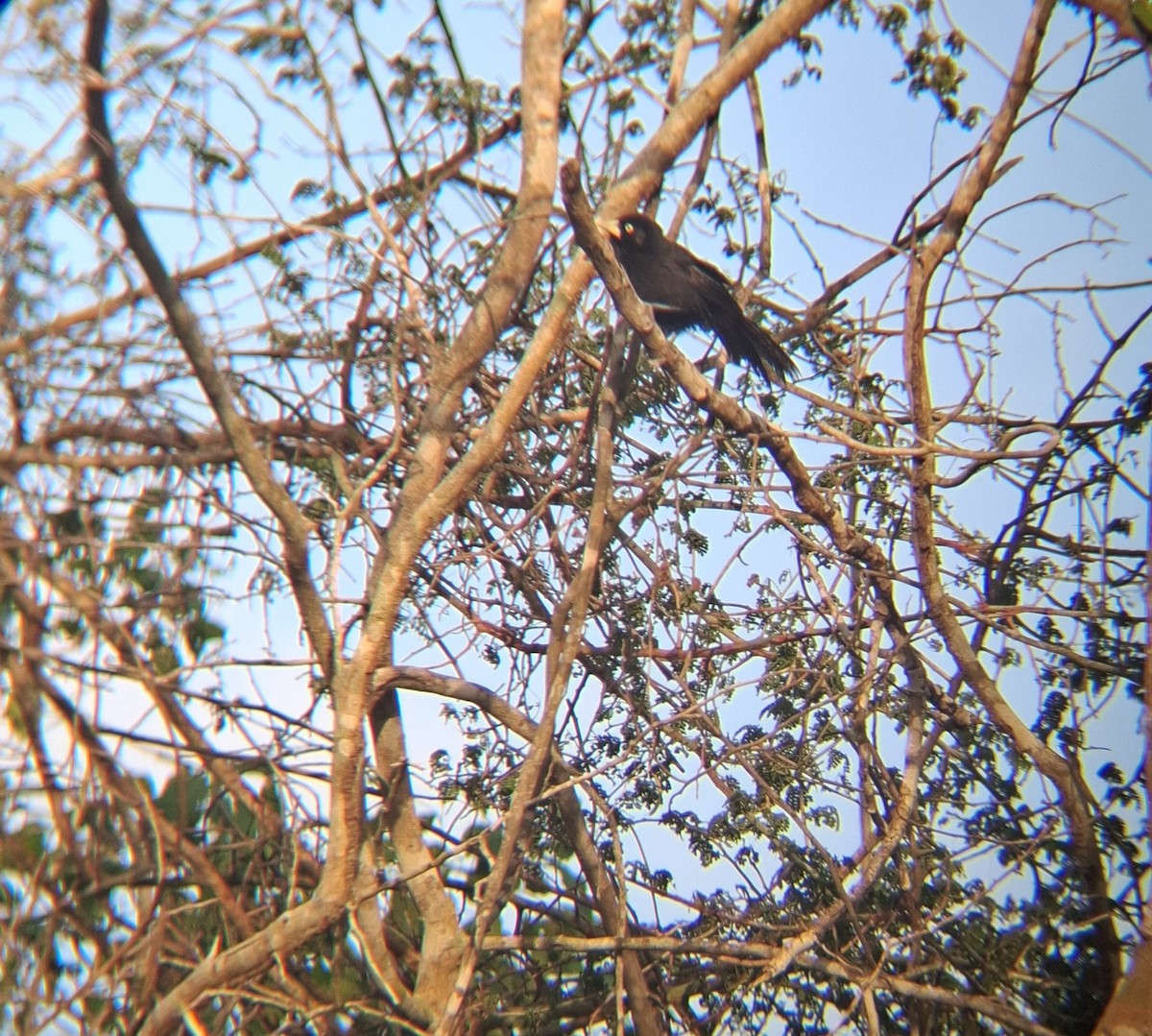 Yellow-billed Cacique - ML634656581