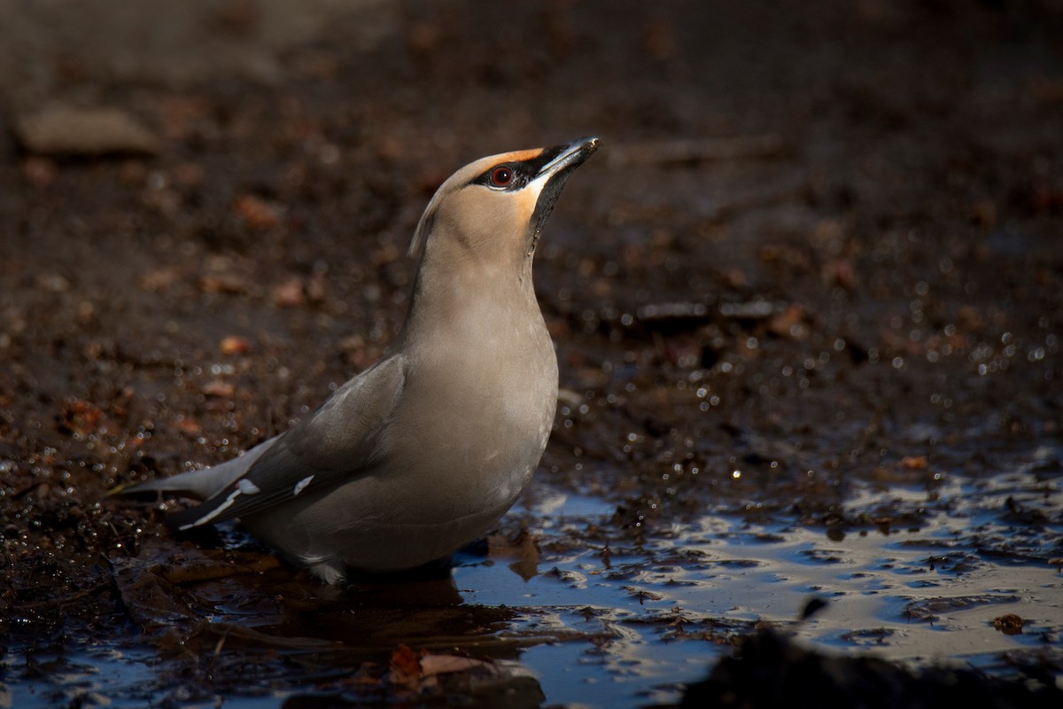 Bohemian Waxwing - ML634656786