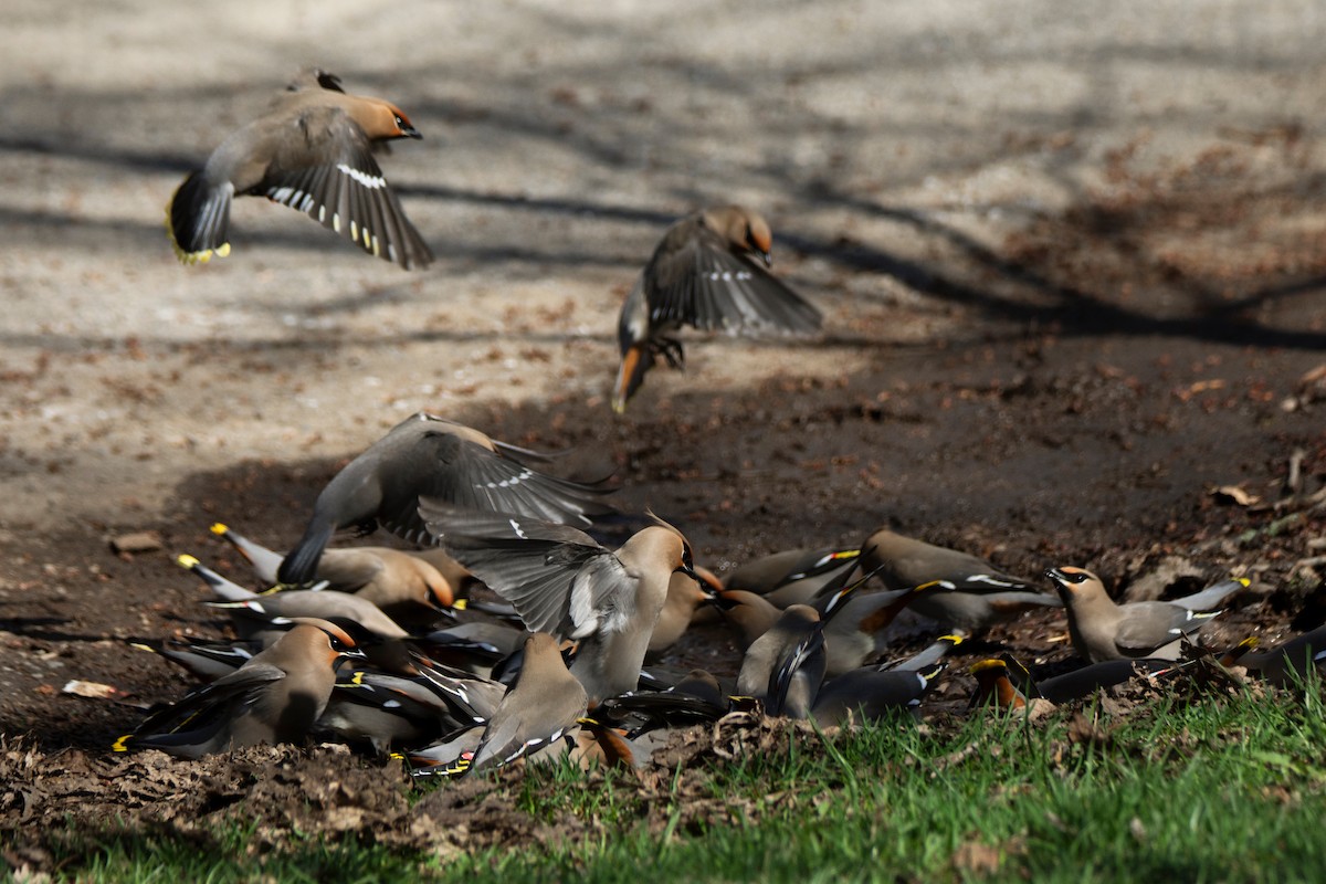Bohemian Waxwing - ML634656787