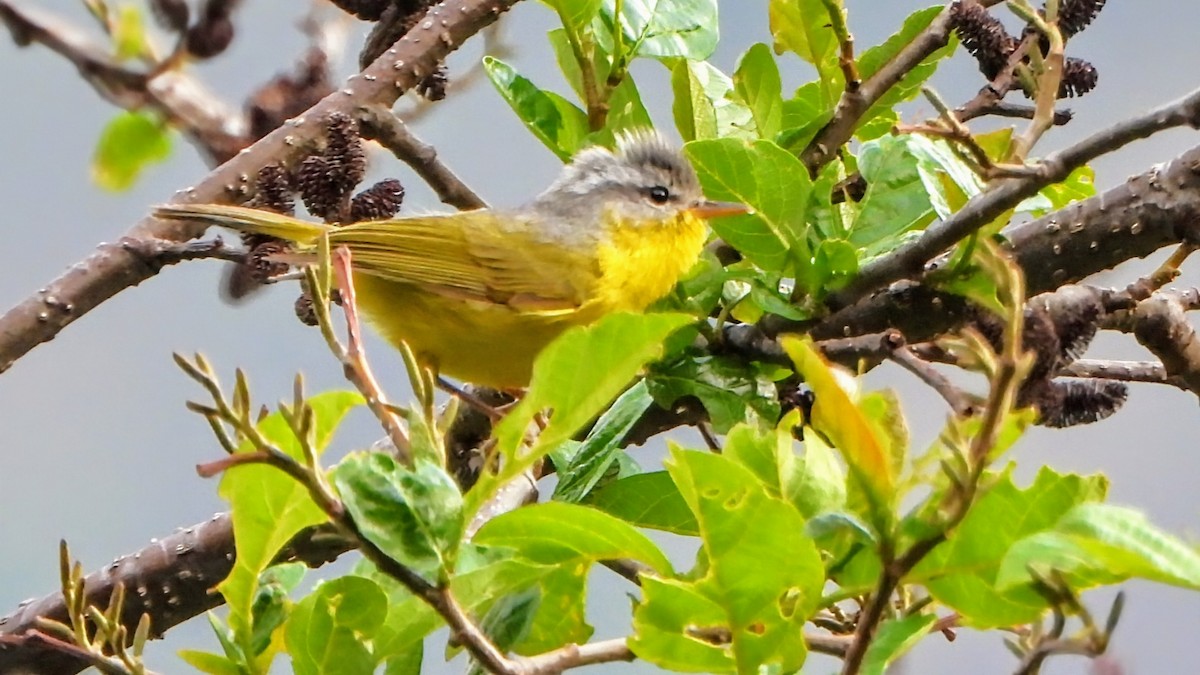 Gray-hooded Warbler - ML634656875