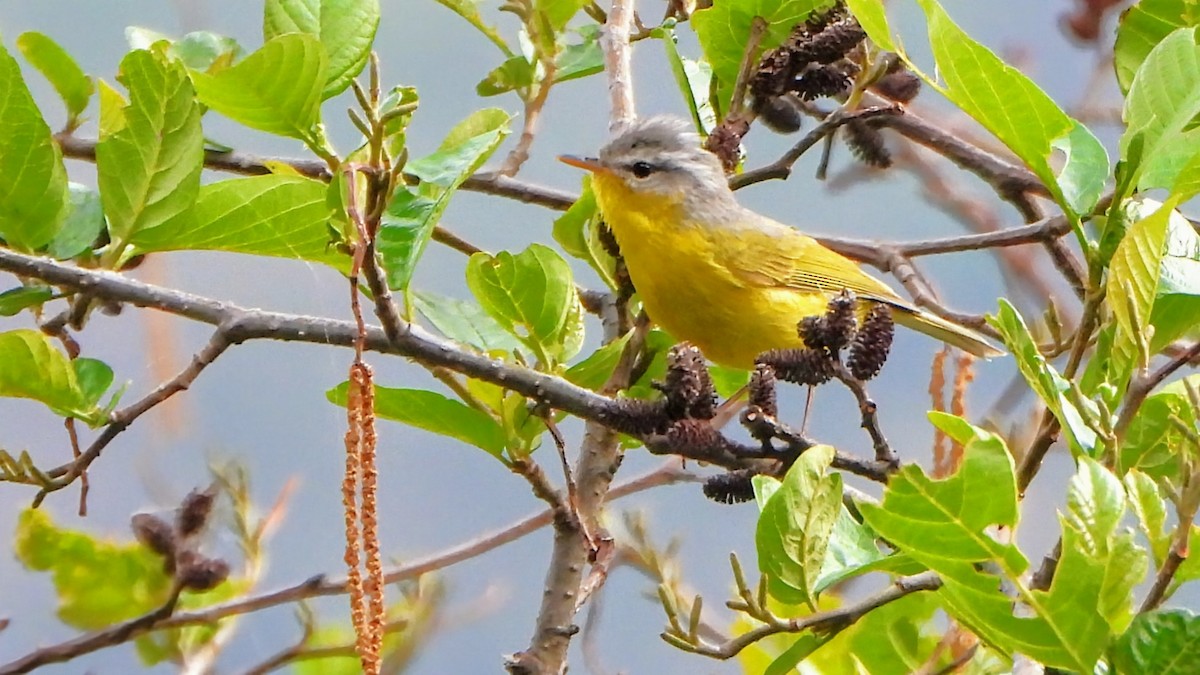 Gray-hooded Warbler - ML634656876