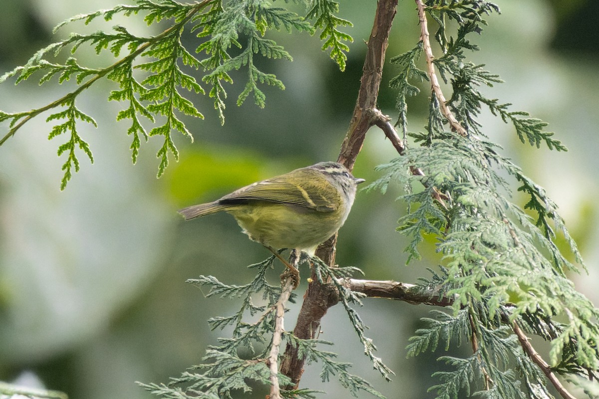 Gray-hooded Warbler - ML634657141