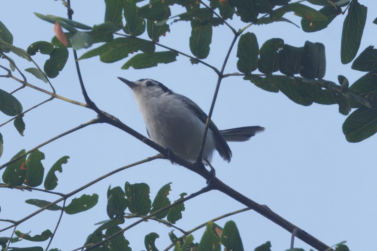 White-browed Gnatcatcher - ML634657175