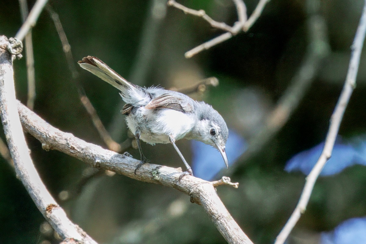 White-browed Gnatcatcher - ML634657176