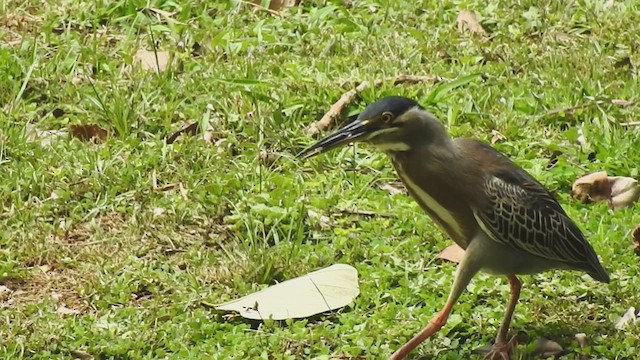 volavka proměnlivá (ssp. striata) - ML634657215