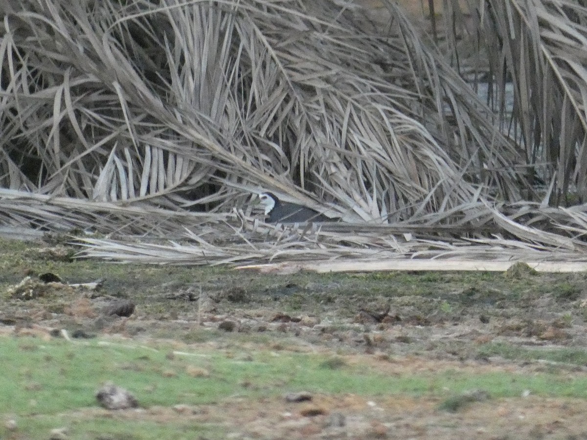White-breasted Waterhen - ML634657257