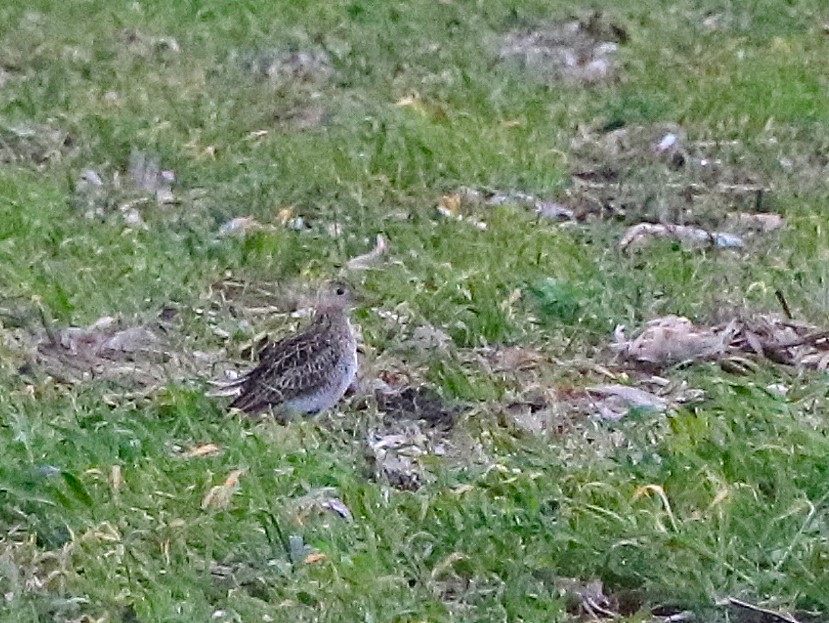 Upland Sandpiper - ML634657273