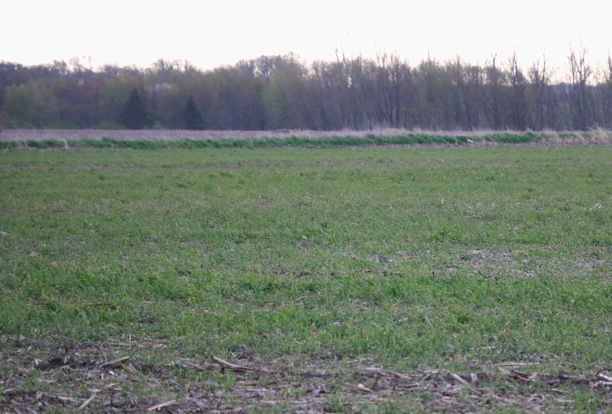 Upland Sandpiper - ML634657277