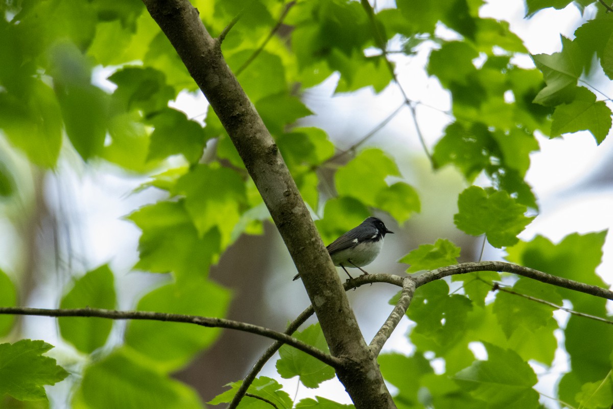 Black-throated Blue Warbler - ML634657487