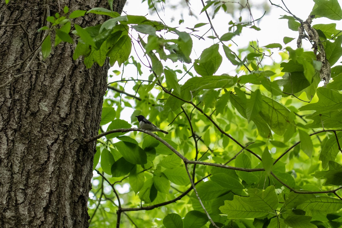 Black-throated Blue Warbler - ML634657488
