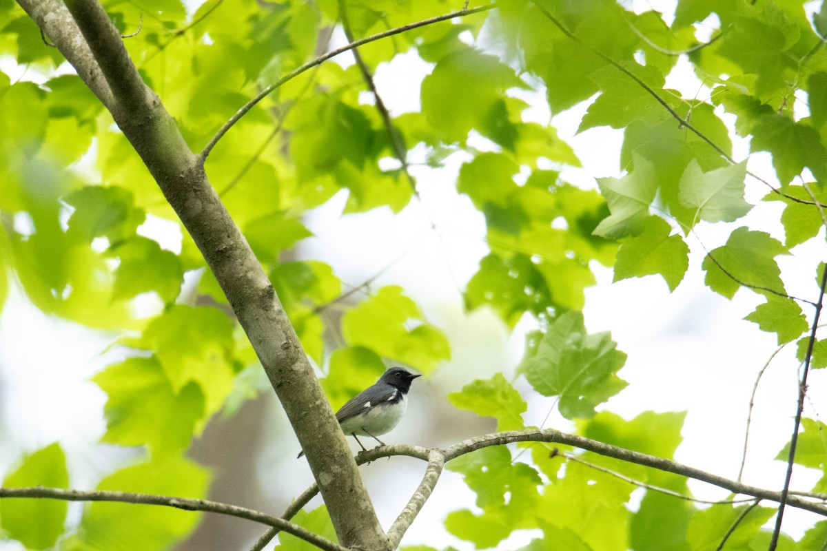 Black-throated Blue Warbler - ML634657492