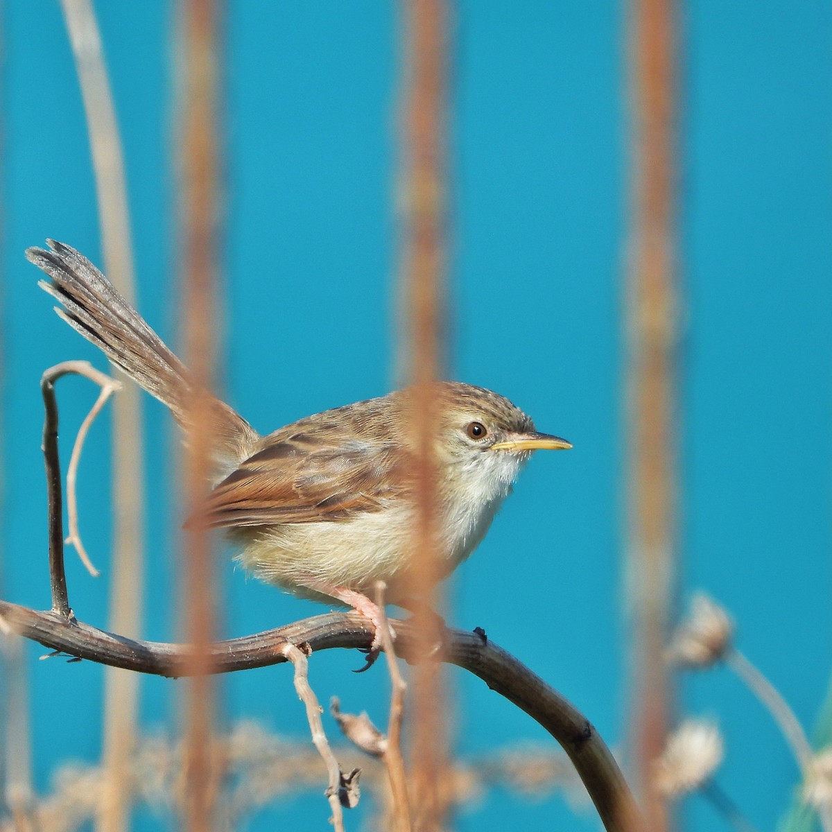 Prinia gracile - ML634657670