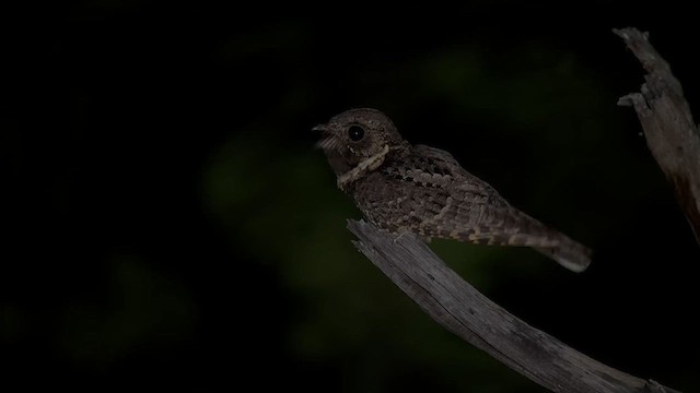 クビワヨタカ - ML634657684