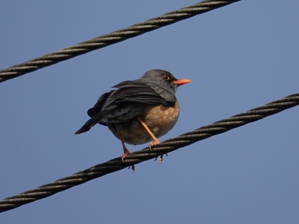 Abyssinian Thrush - ML634657787