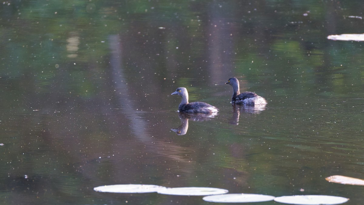 Least Grebe - ML634657816