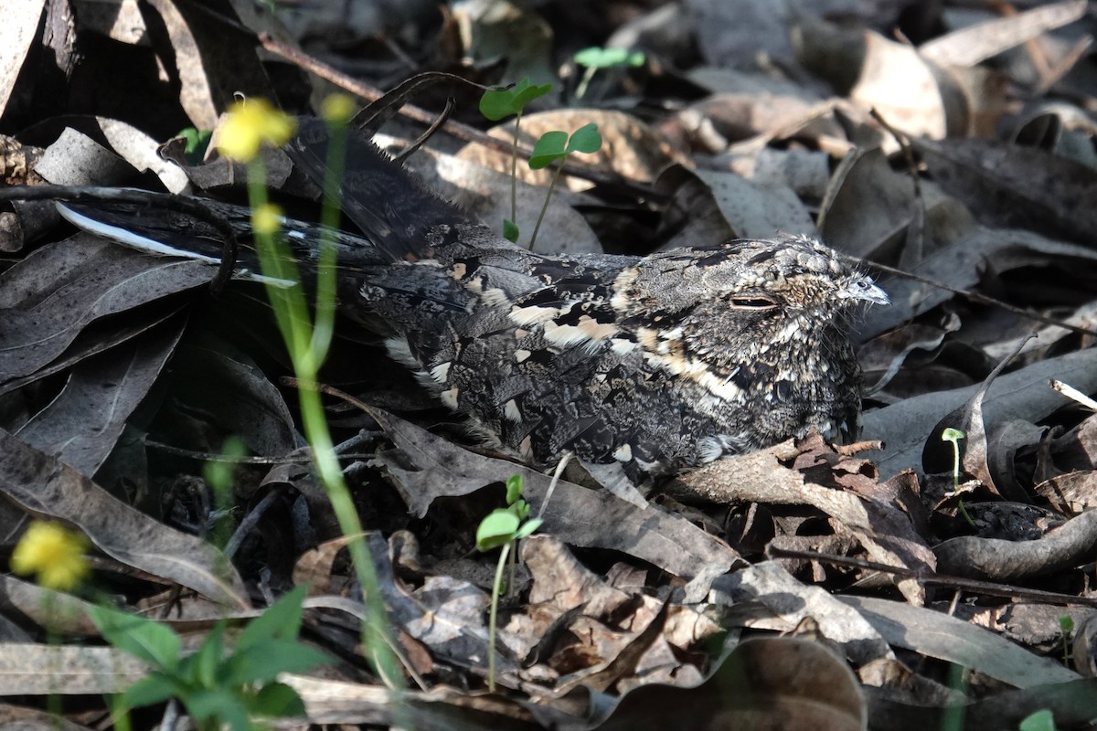 Montane Nightjar (Abyssinian) - ML634657916