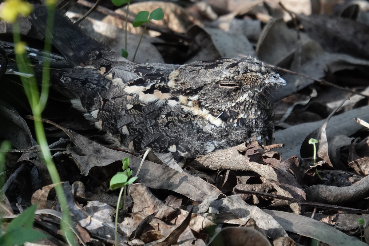 Montane Nightjar (Abyssinian) - ML634657918