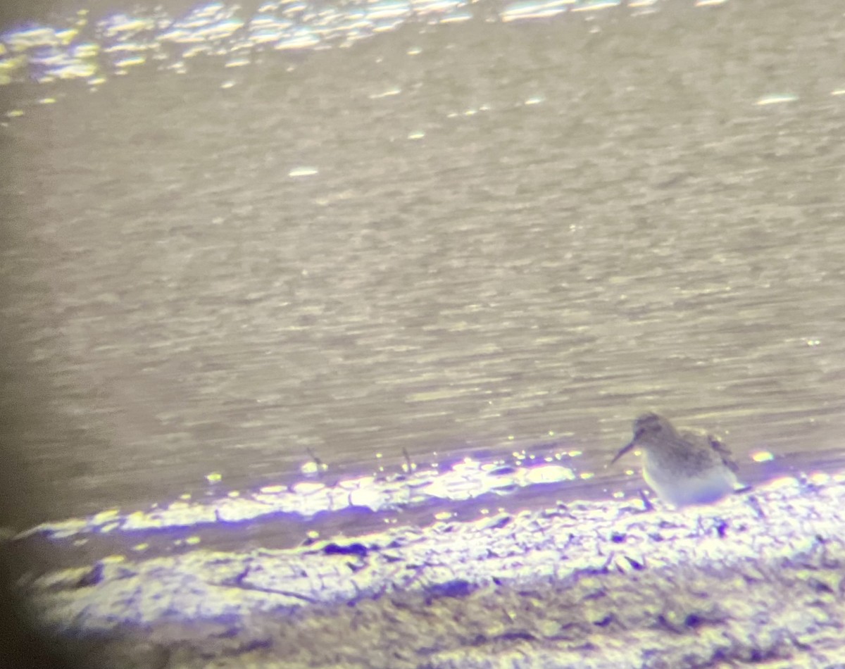 Least Sandpiper - ML634657924