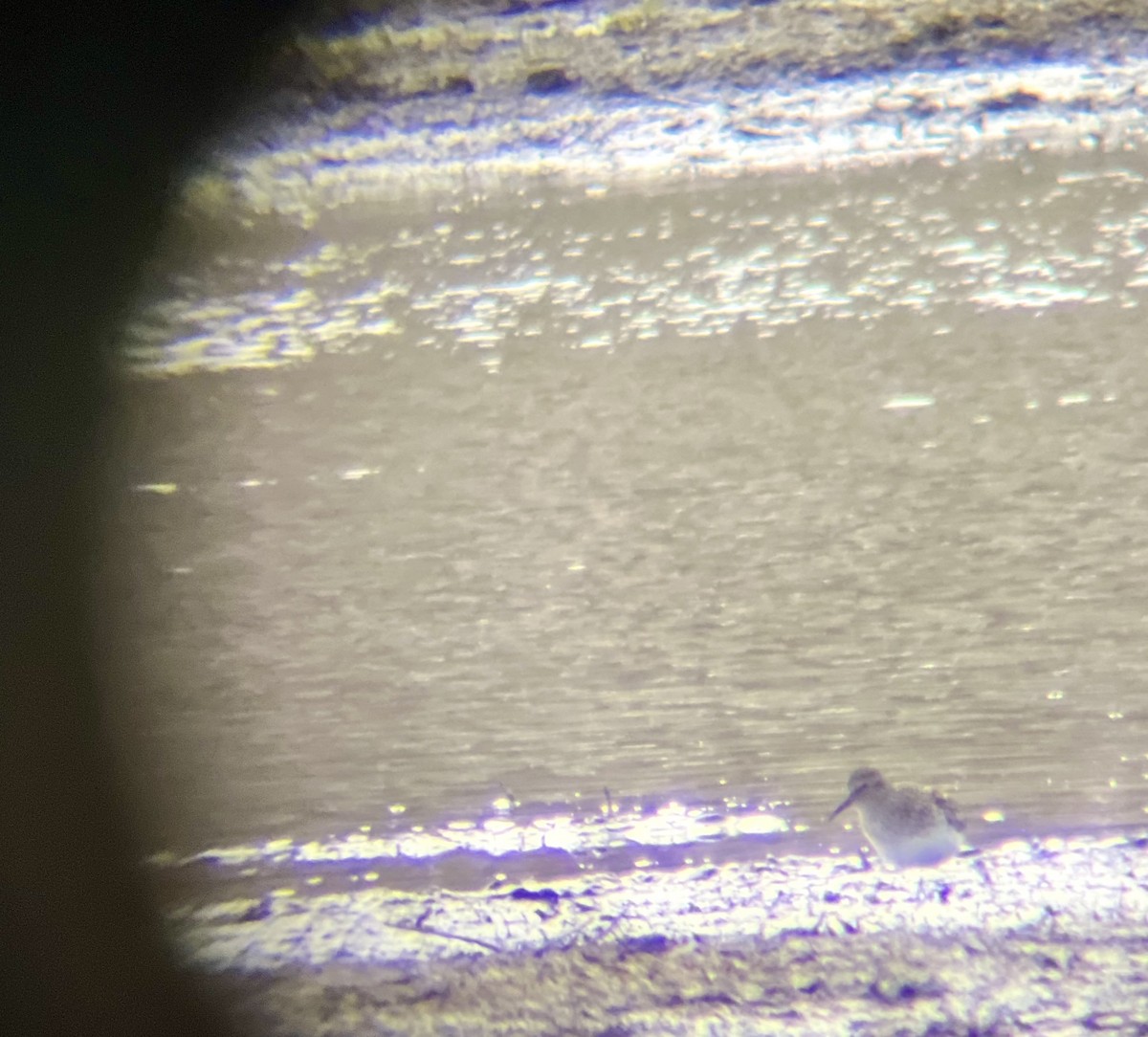 Least Sandpiper - ML634657925